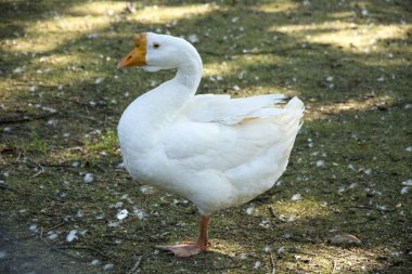 Bir kuş 103 fotoğraf