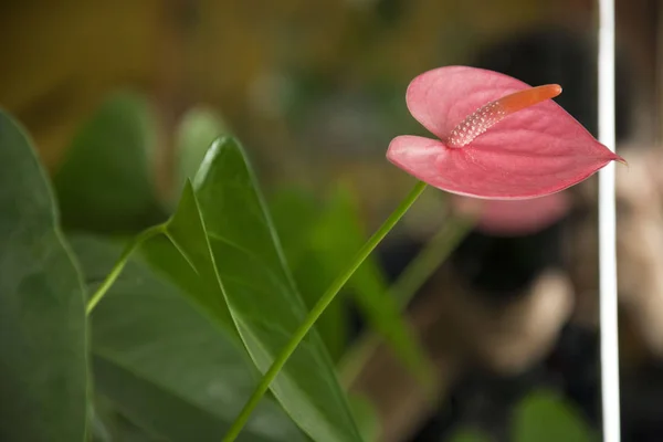 Foto av en blomma 83 — Stockfoto