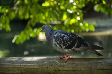 Bir kuş 122 fotoğraf