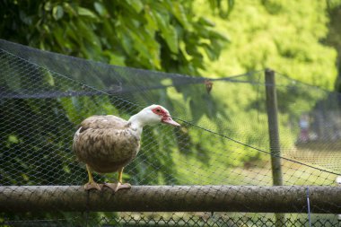 Bir kuş 145 fotoğraf