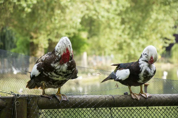 De foto's voor een vogels 146 — Stockfoto