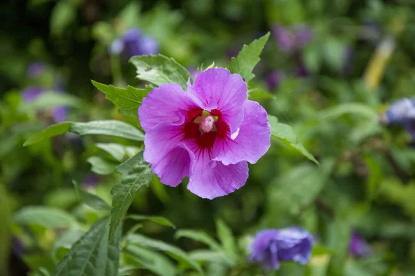 Foto av en blomma 95 — Stockfoto