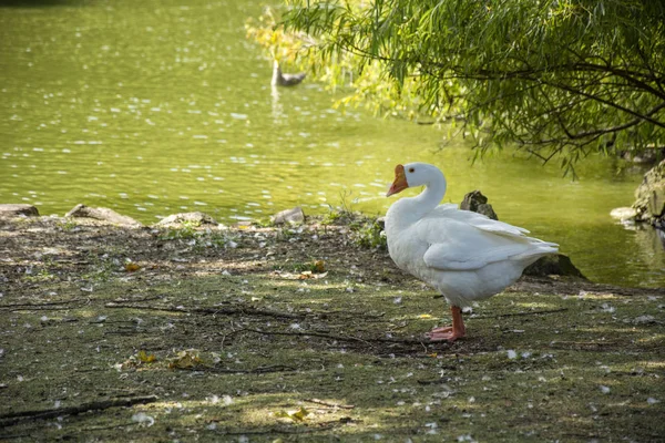 Foto av en fågel 157 — Stockfoto