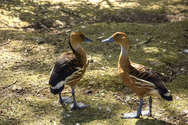 Foto eines Vogels 160 — Stockfoto