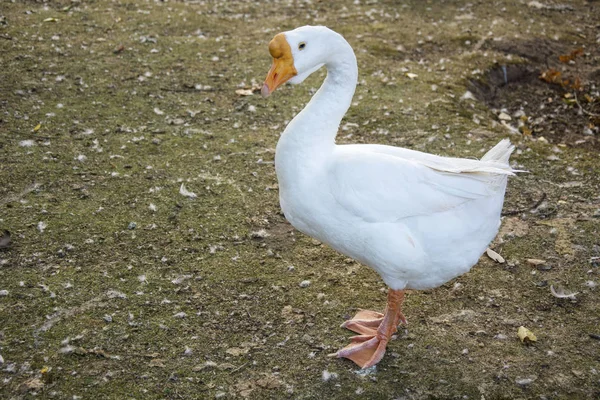 Foto de un pájaro 168 — Foto de Stock