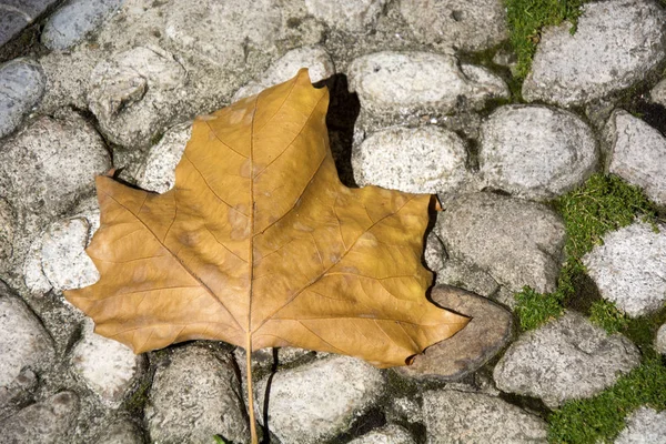 Dry leave 6 — Stock Photo, Image
