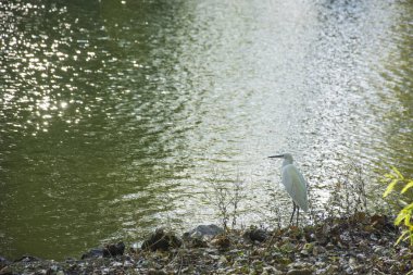 Fotoğraf bir kuş 173
