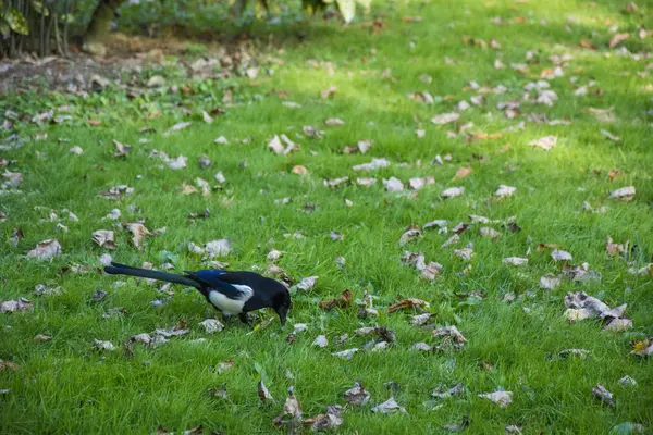 Photo Bird 171 — Stock Photo, Image