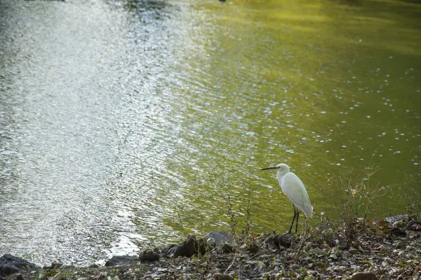 Bir kuş 174 fotoğraf