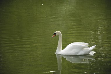 Bir kuğu gölet ve güneş ışığı ile fotoğrafı