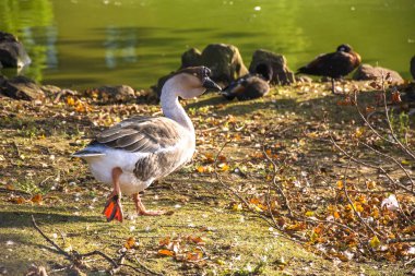 Seçici odaklı ve güneş ışığına sahip bir kuşun fotoğrafı