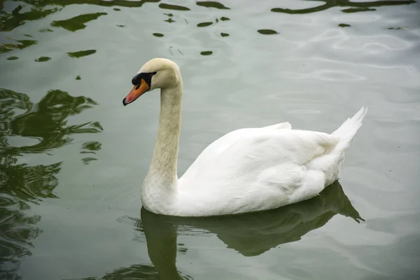 Foto Vit Fågel Med Damm Och Solljus — Stockfoto