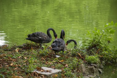 Bir kuş çeşitli renkler ve güneş ışığı fotoğraf