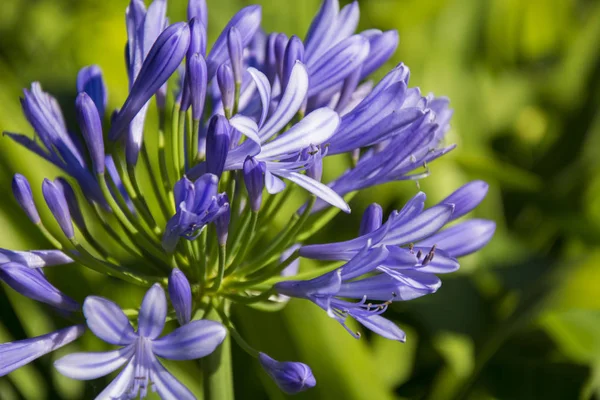Photo Blue Flowers Selective Focus Sunlight — Stock Photo, Image
