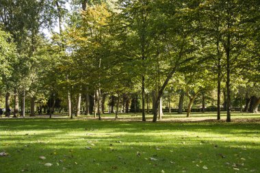 Fotoğraf bir park yeşil otlar, ağaçlar ve güneş ışığı