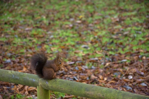 Photo Squirrel Warm Colours Wood Railing Selective Focus — ストック写真