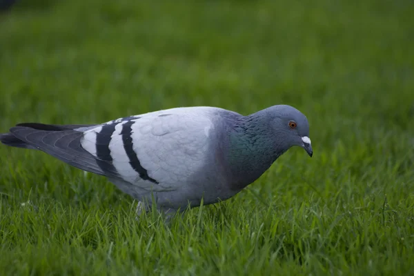 Foto Pájaro Con Colores Fríos Foco Selectivo Luz Solar —  Fotos de Stock