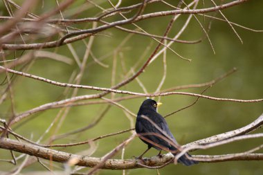 Dalları, seçici odağı ve güneş ışığı olan bir kuşun fotoğrafı.