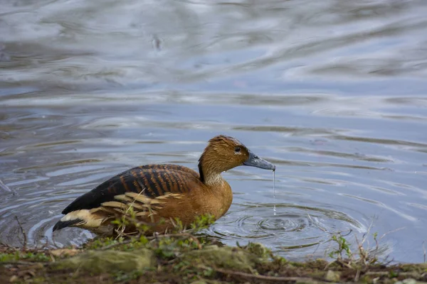 选择焦点和阳光的池塘中的鸟的照片 — 图库照片
