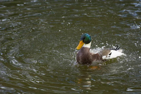 Foto Eines Vogels Einem Teich Mit Mehreren Farben Und Sonnenlicht — Stockfoto