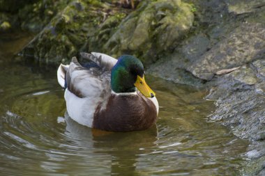 Göletteki kuşun fotoğrafı. Birkaç renk ve güneş ışığı var..