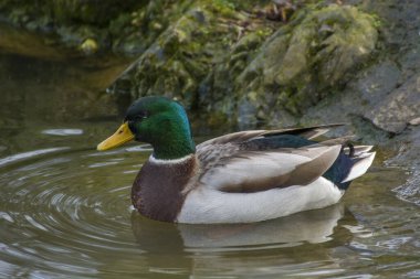 Göletteki kuşun fotoğrafı. Birkaç renk ve güneş ışığı var..