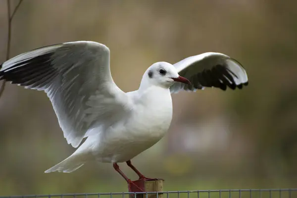 Photo Bird Cold Colours Selective Focus Sunlight — Stock Photo, Image