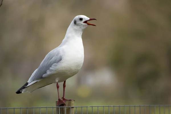 Seçici odaklı bir kuşun fotoğrafı, soğuk renkler ve güneş ışığı.