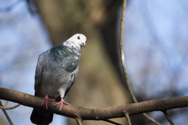Seçici odaklı bir daldaki kuş, soğuk renkler ve güneş ışığı.