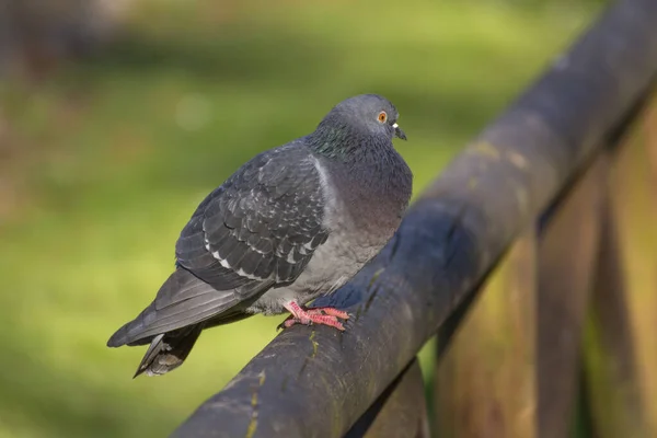 Foto Fågel Med Selektivt Fokus Kalla Färger Och Solljus — Stockfoto