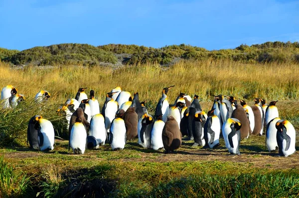 Güney Amerika Büyük Bir Mparator Penguen Sürüsü — Stok fotoğraf