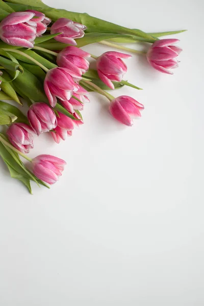 Beyaz arkaplanda laleler 