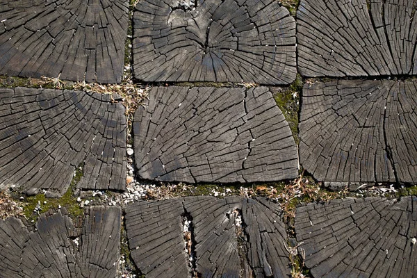 Detaillierter Schnitt Eines Baumstammes Querrichtung Detaillierter Schnitt Eines Baumstammes Querrichtung — Stockfoto