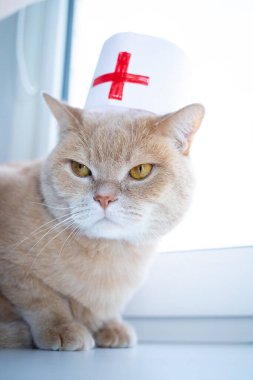 Tıbbi şapkalı kızgın bir bej kedi öfkeyle uzaklara bakar, yakından.