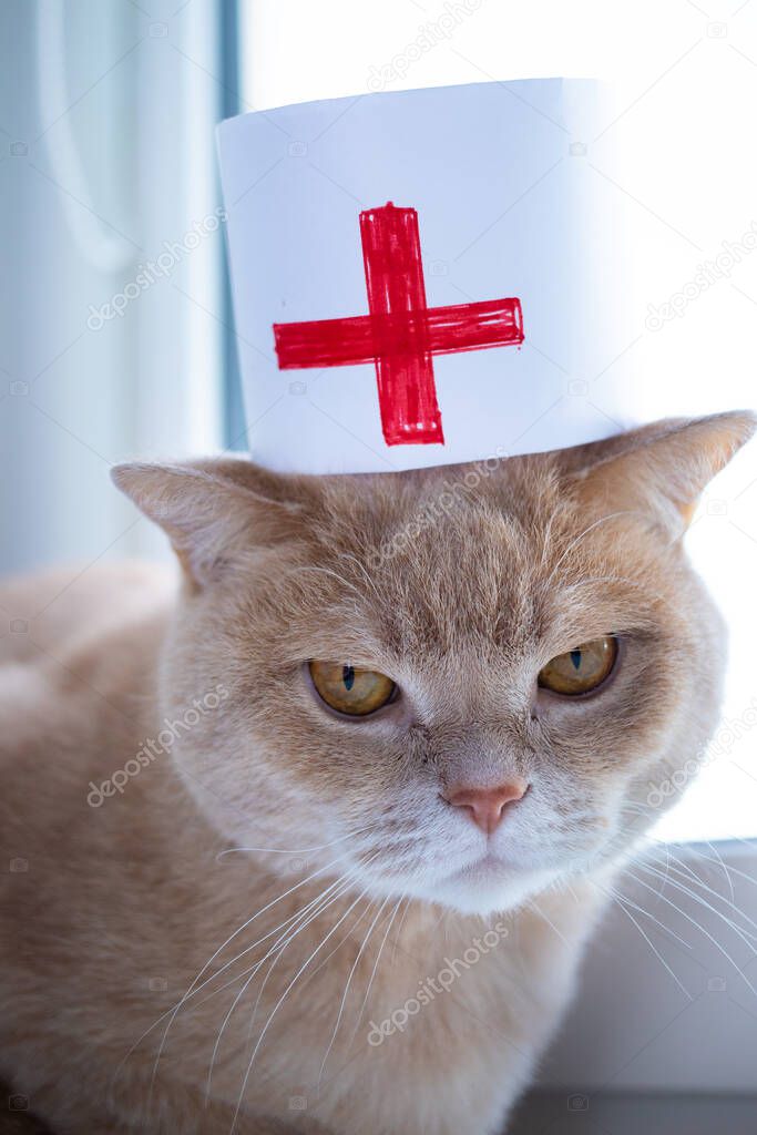 Chelyabinsk, Russia-March 21, 2020. An angry beige cat in a medical cap looks angrily into the distance, close-up