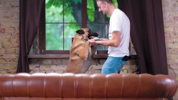 The Guy and The Belgian Malinois Dance at Home Near The Sofa — 비디오