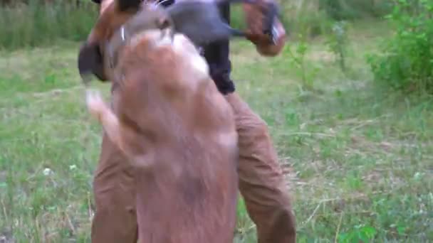 Большая собака нападает на тренировочную игрушку — стоковое видео