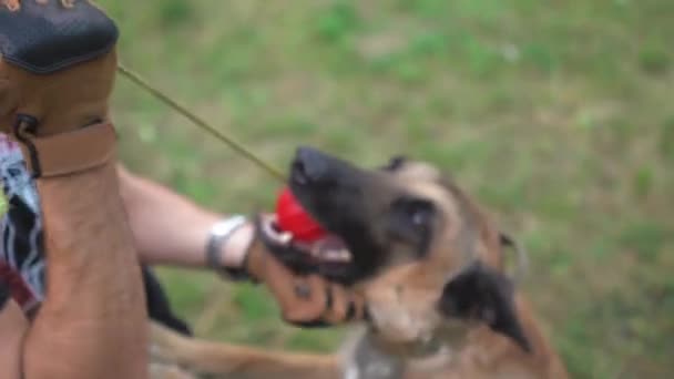 Le chien est entraîné avec une boule rouge dans la forêt — Video