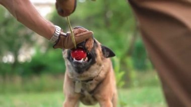 Saldırgan köpek, antrenörü tarafından tutulan kırmızı topu kemiriyor.