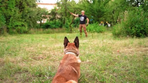 Belgierin Malinois wartet auf ihren Trainer, der ihr das Kommando gibt — Stockvideo