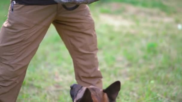Разгневанный бельгийский пес Малинуа напал на тренировочную игрушку — стоковое видео