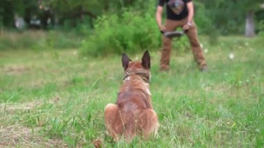 Belçikalı bir Malinois, bir adam tarafından tutulan bir oyuncağa saldırdı.