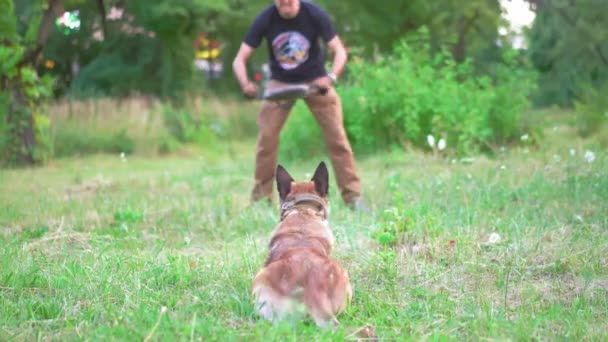 Belgische Malinois traint voor toekomstig werk — Stockvideo