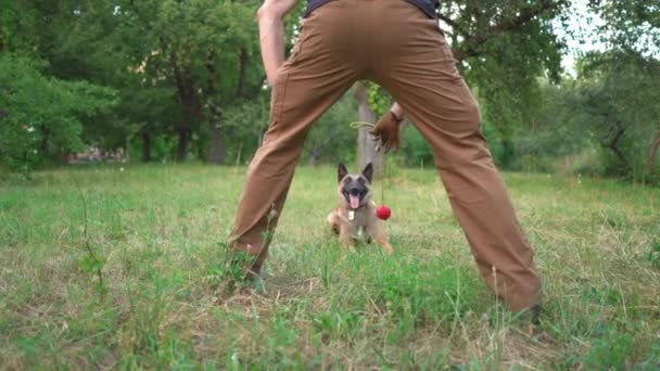 Um instrutor treina um cão com uma bola vermelha em uma corda no parque — Vídeo de Stock