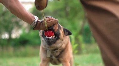 Saldırgan köpek, antrenörü tarafından tutulan kırmızı topu kemiriyor.
