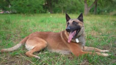 Büyük köpek otların üzerinde dinleniyor.