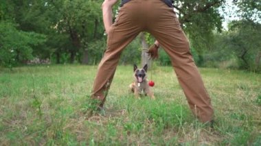 Bir antrenör, parkta kırmızı bir topla bir köpeği eğitir.