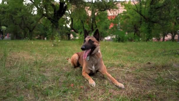 Belgische Malinois ligt en ontspant in een park op het gras — Stockvideo