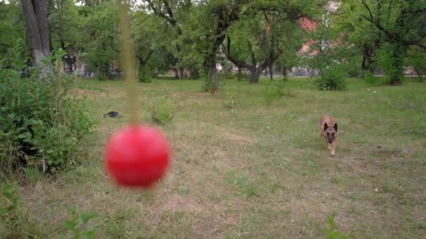 Belgiska Malinois attackerar en röd boll i parken — Stockvideo