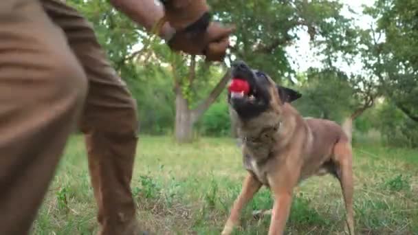 Big Shepherd Holds A Toy With His Teeth — Stock Video